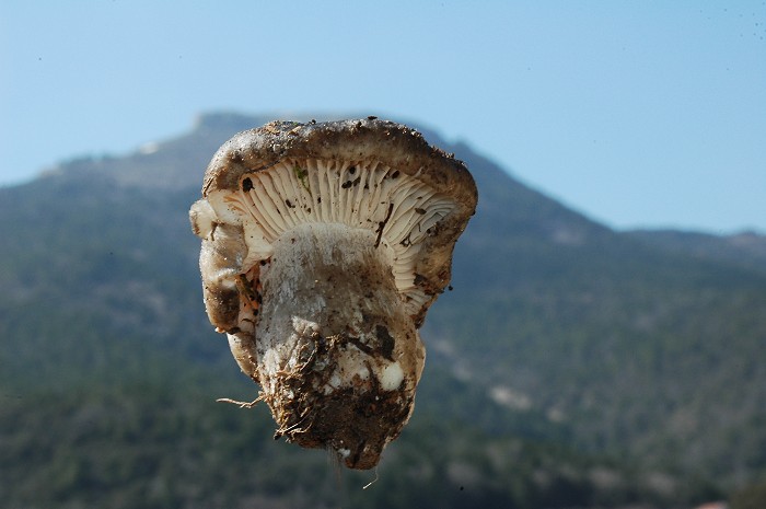 Hygrophorus marzuolus